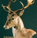 fallow deer